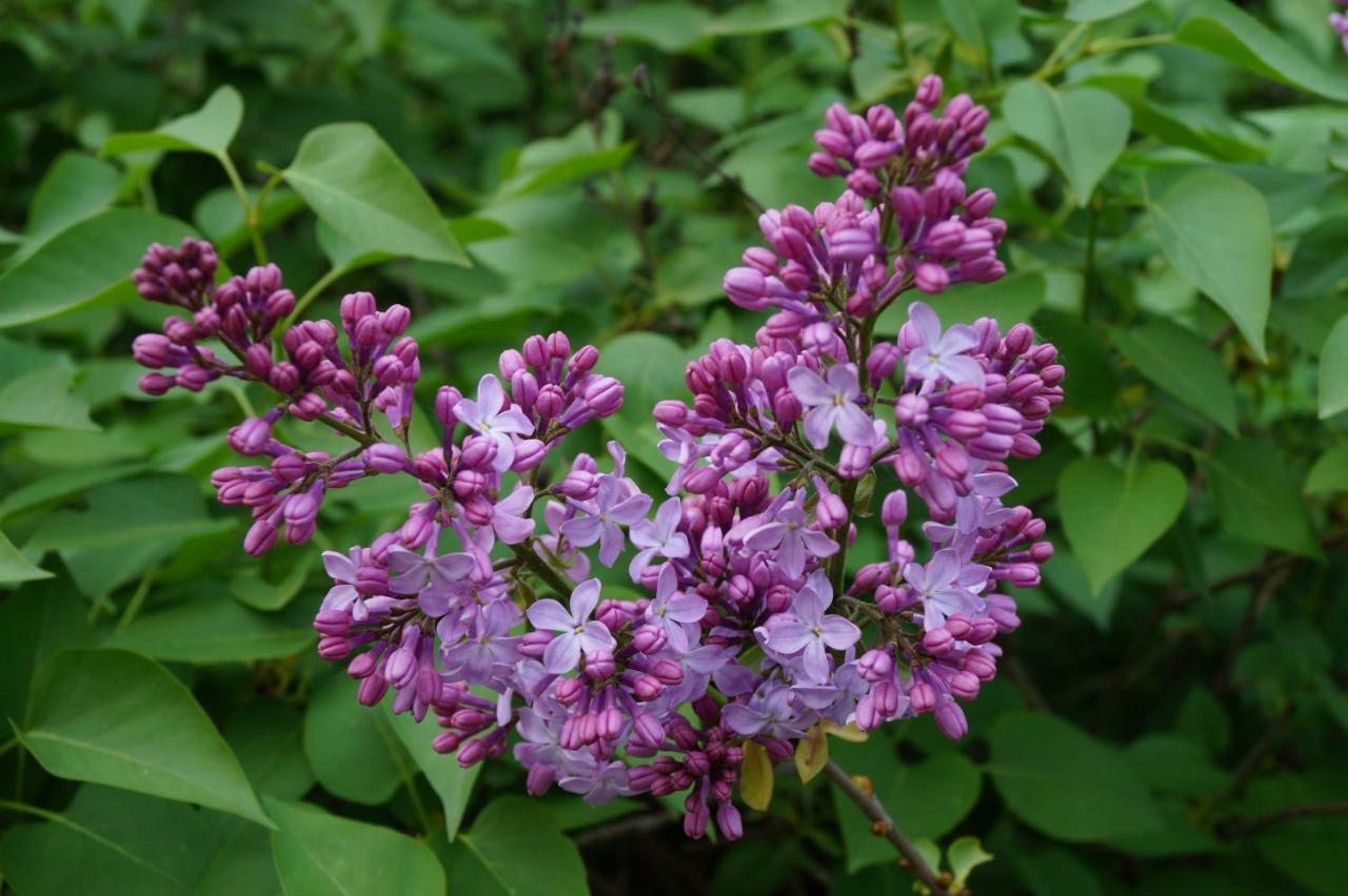 Les Lilas Des Chenes Piolenc Exteriör bild